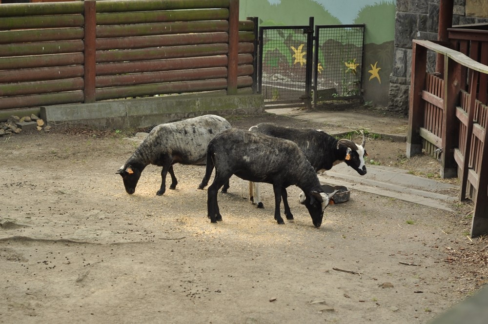 tata-zoo-slaski-ogrod12