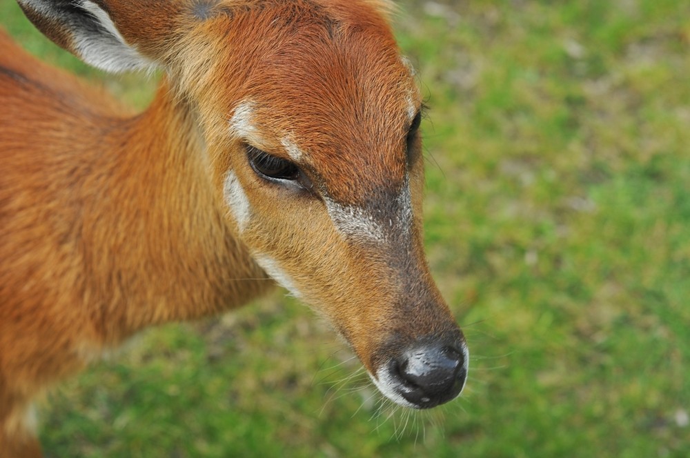 tata-zoo-slaski-ogrod14