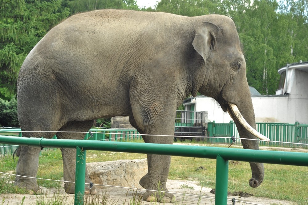 tata-zoo-slaski-ogrod15