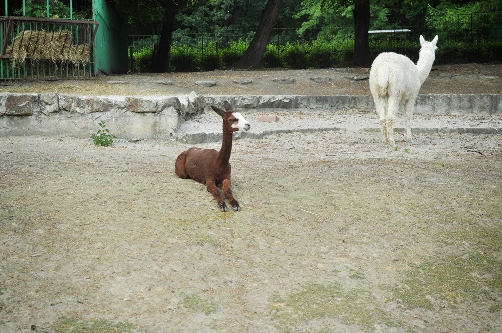 tata-zoo-slaski-ogrod16