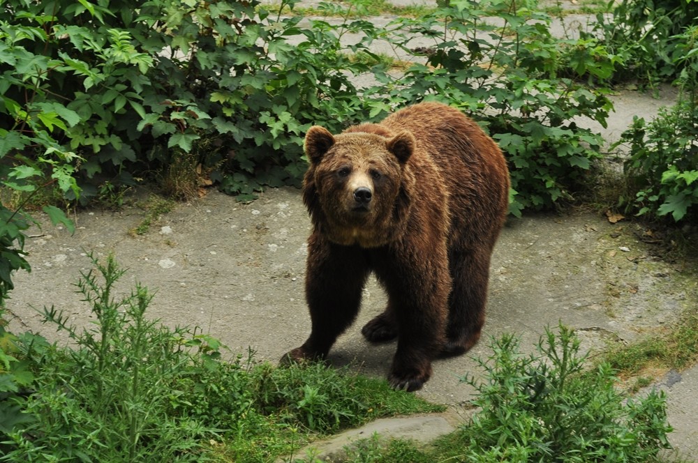 tata-zoo-slaski-ogrod17