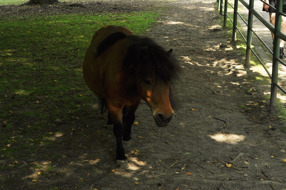 tata-zoo-slaski-ogrod4