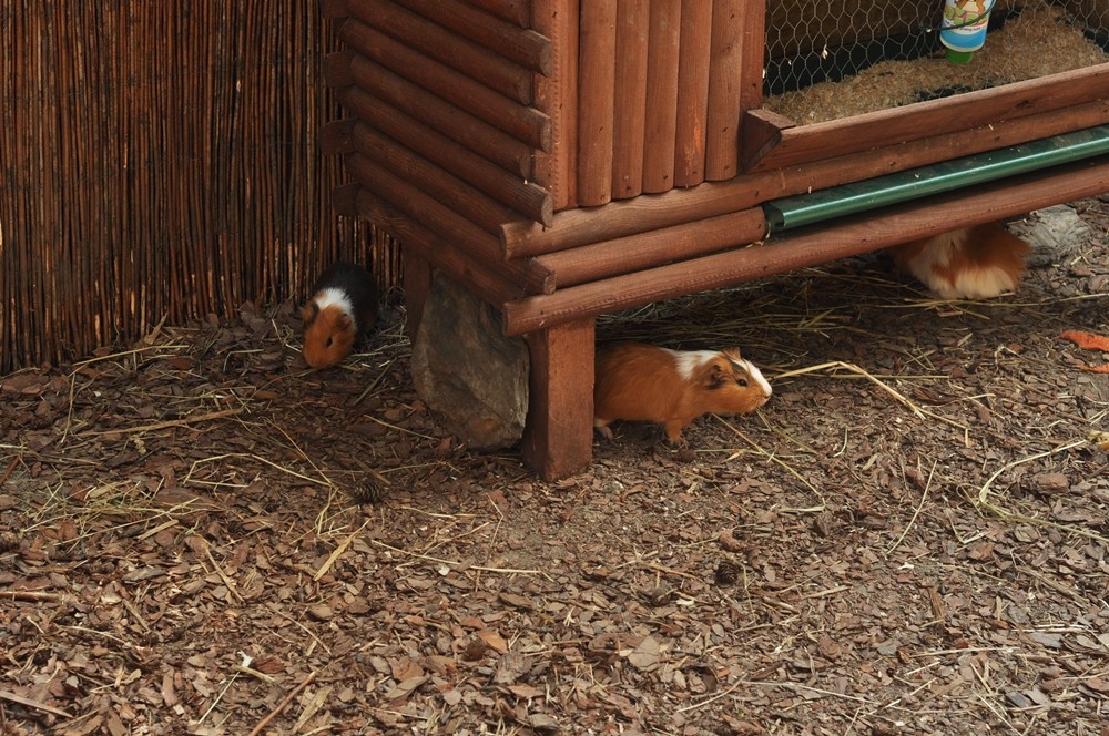 tata-zoo-slaski-ogrod5