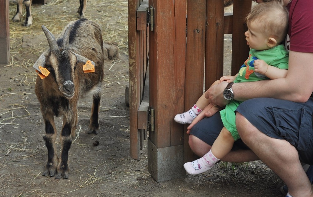 tata-zoo-slaski-ogrod9